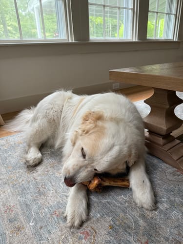 Customer photo review of Large Ostrich Cane (11.5" x 5"): The Ultimate Long-Lasting Chew for Medium, Large & XL Dogs