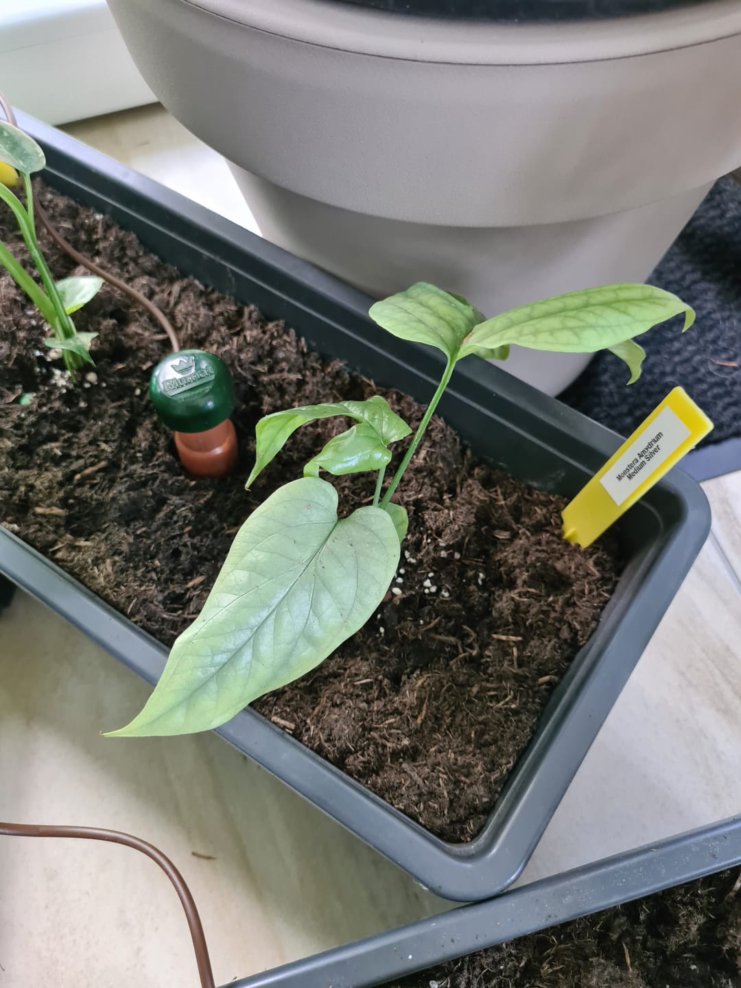 Customer photo review of MONSTERA AMYDRIUM MEDIUM SILVER