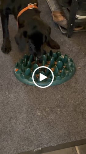 Customer video review of Northmate Green - Slow Eater, Mørkegrøn