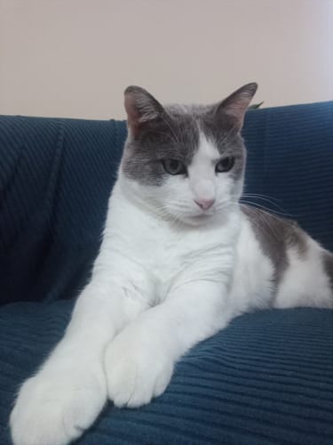 Avis photo d'un client sur Croquettes Chat Stérilisé Sans Céréales - Poulet