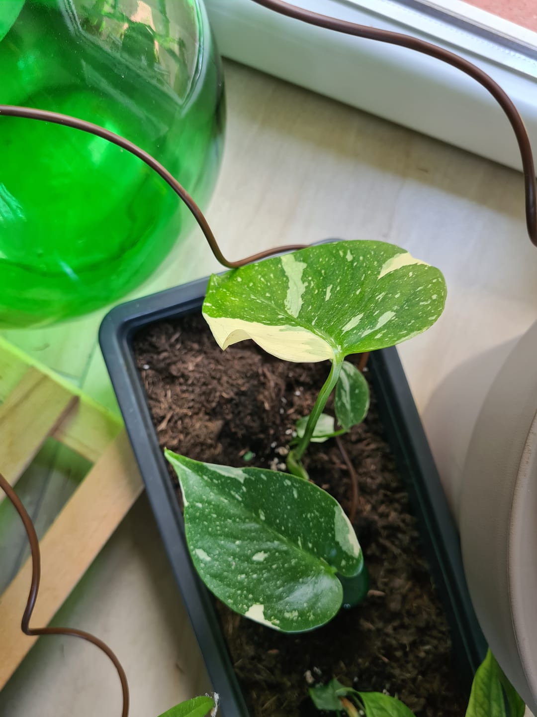 Customer photo review of MONSTERA THAI CONSTELLATION