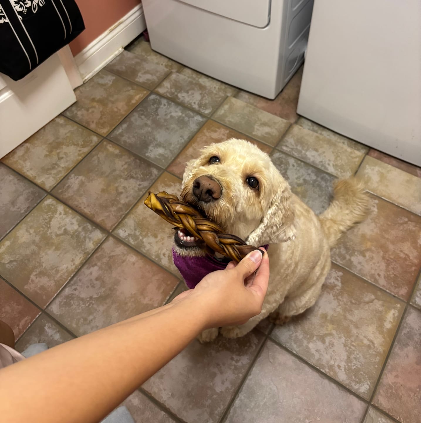 Customer photo review of 6 Inch Braided Bully Sticks