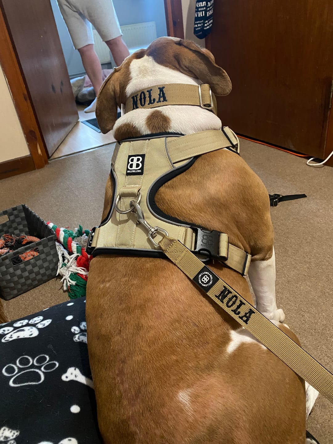 Customer photo review of Comfort Premium Harness | Non Restrictive - Tan