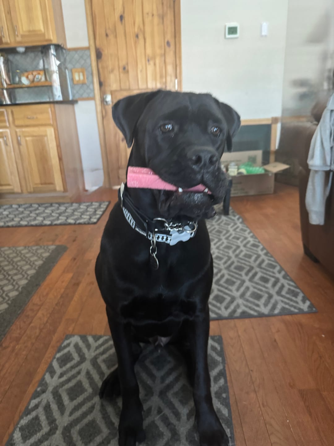 Customer photo review of Strawberry Himalayan Yak Chew (MEDIUM)