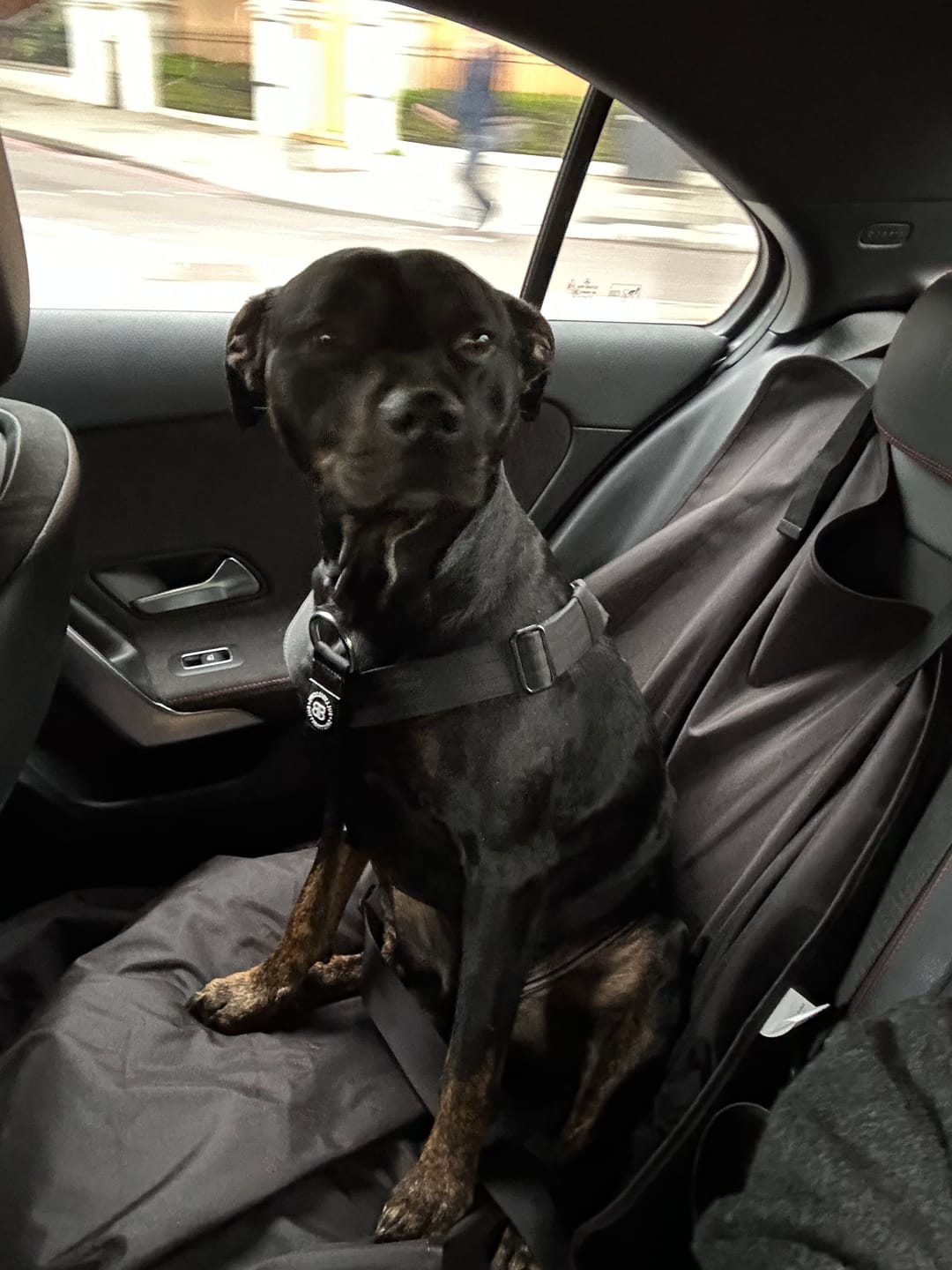 Customer photo review of Training Anti Pull TRI-Harness® | M-XL Breeds - Black