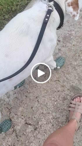 Customer video review of WagWellies® Mojave