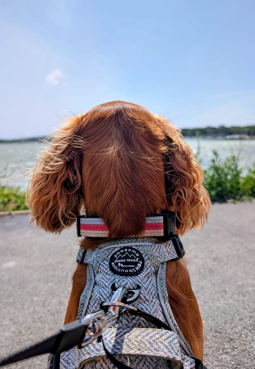 Customer photo review of Tough Trails™ Harness - Country Thyme