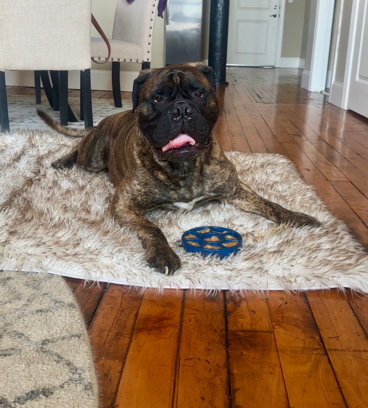Customer photo review of FreezWheel - Durable Interactive Chew