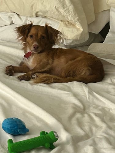 Customer photo review of Allergy & Immune