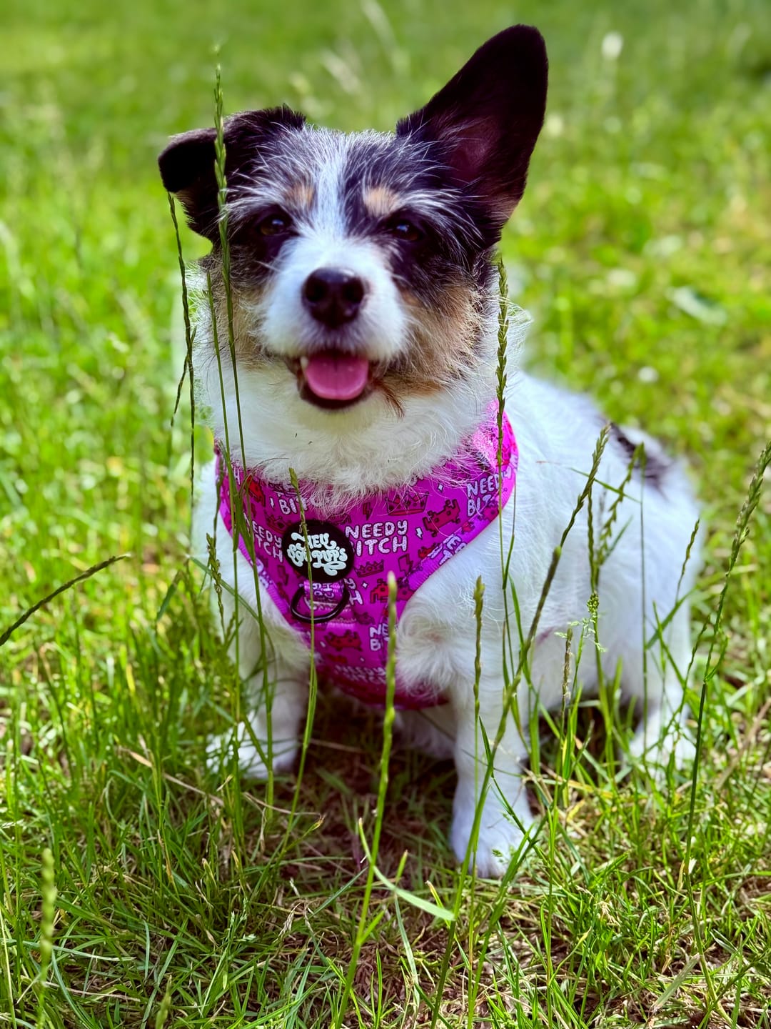 Customer photo review of Needy bitch harness