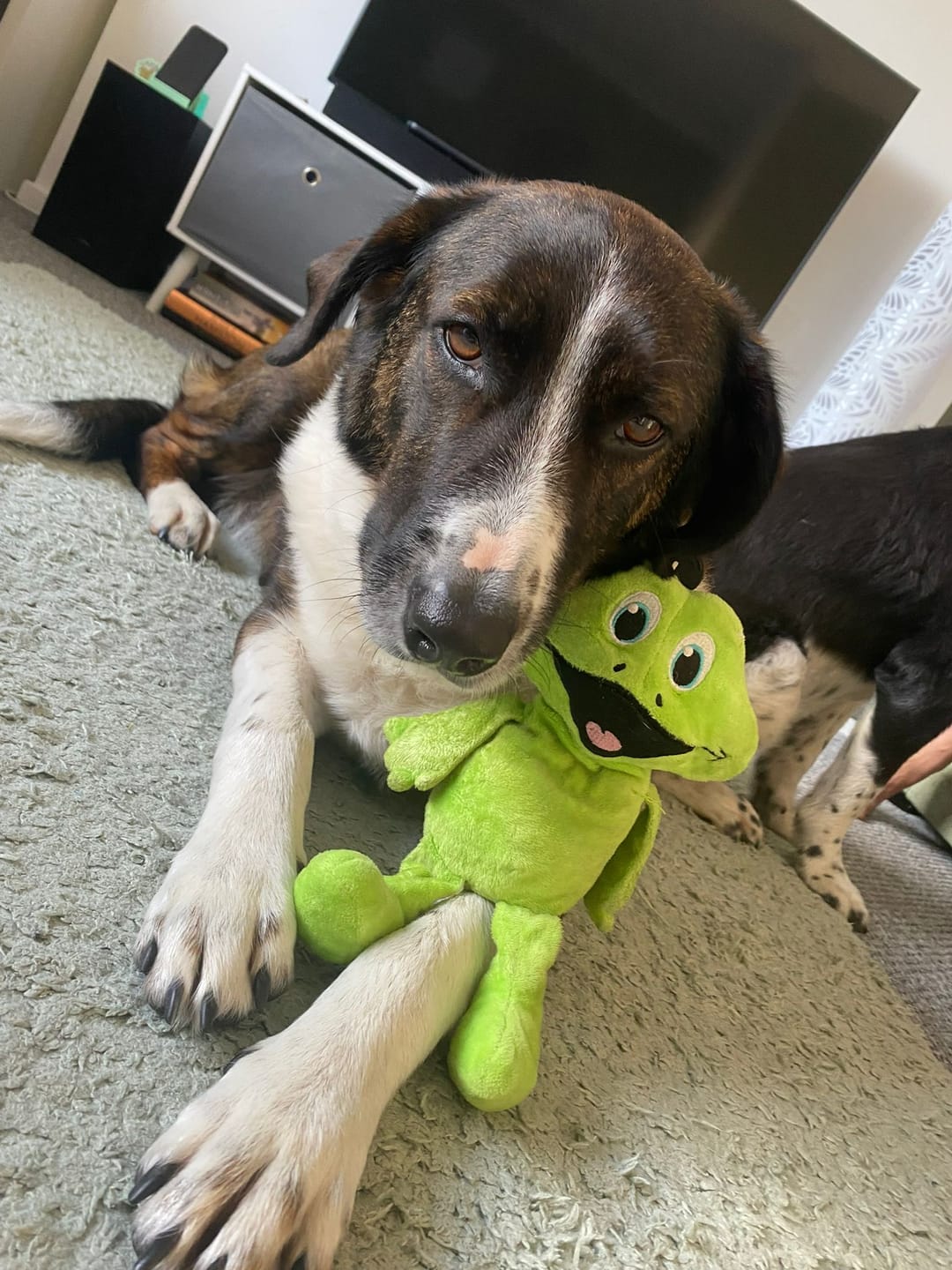 Customer photo review of Total Joint Care Supplement For Dogs