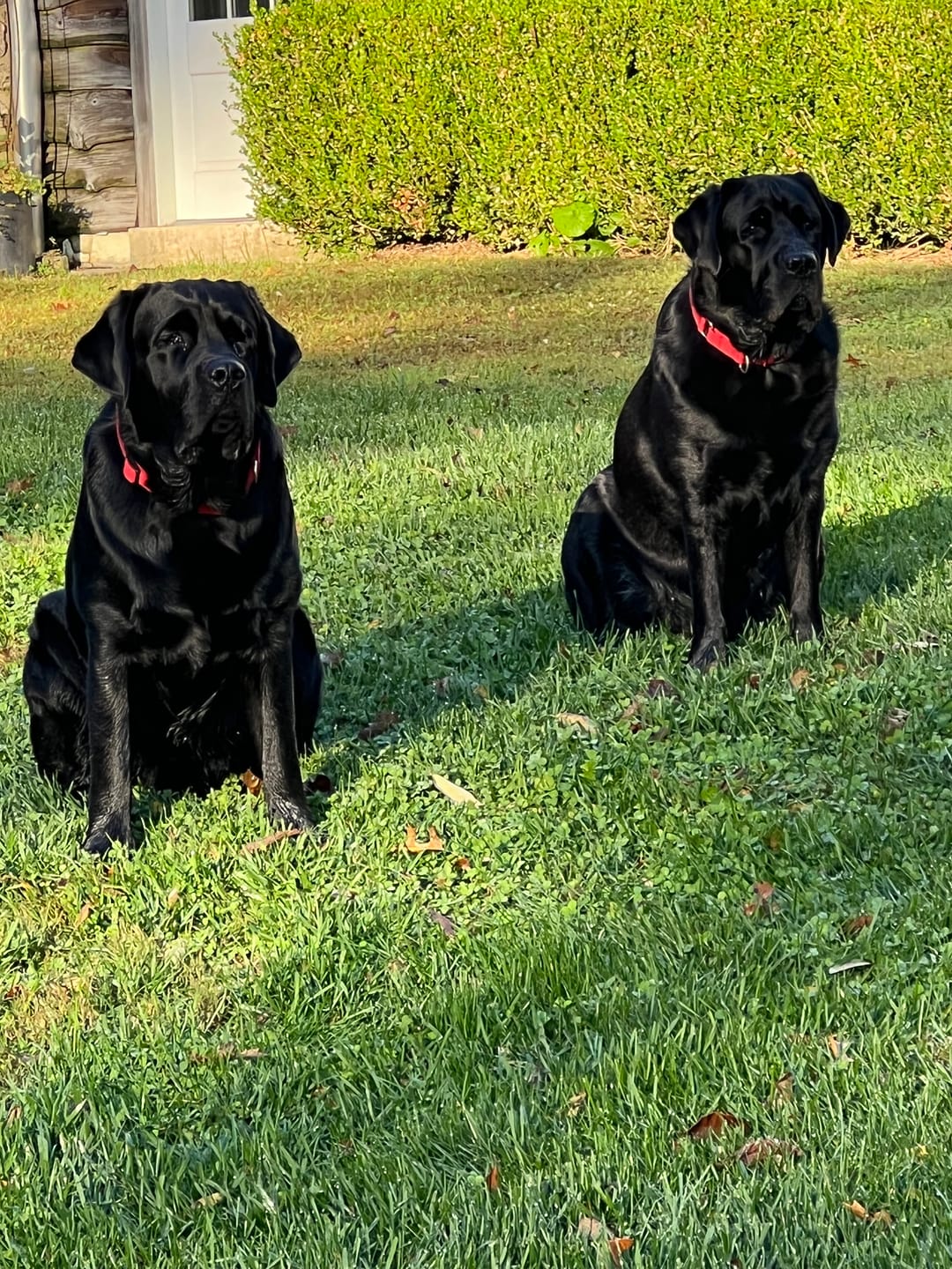 Customer photo review of FurLife™ - Flea & Tick Defense Chews for Dogs