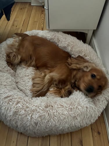 Customer photo review of CalmBed - Motverkar stress & hjälper mot ångest