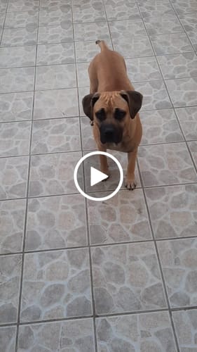 Customer video review of Wurmtest Hund