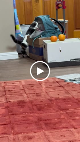 Monica D. review of SPEEDY TAIL 2.0 image 1 out of 1