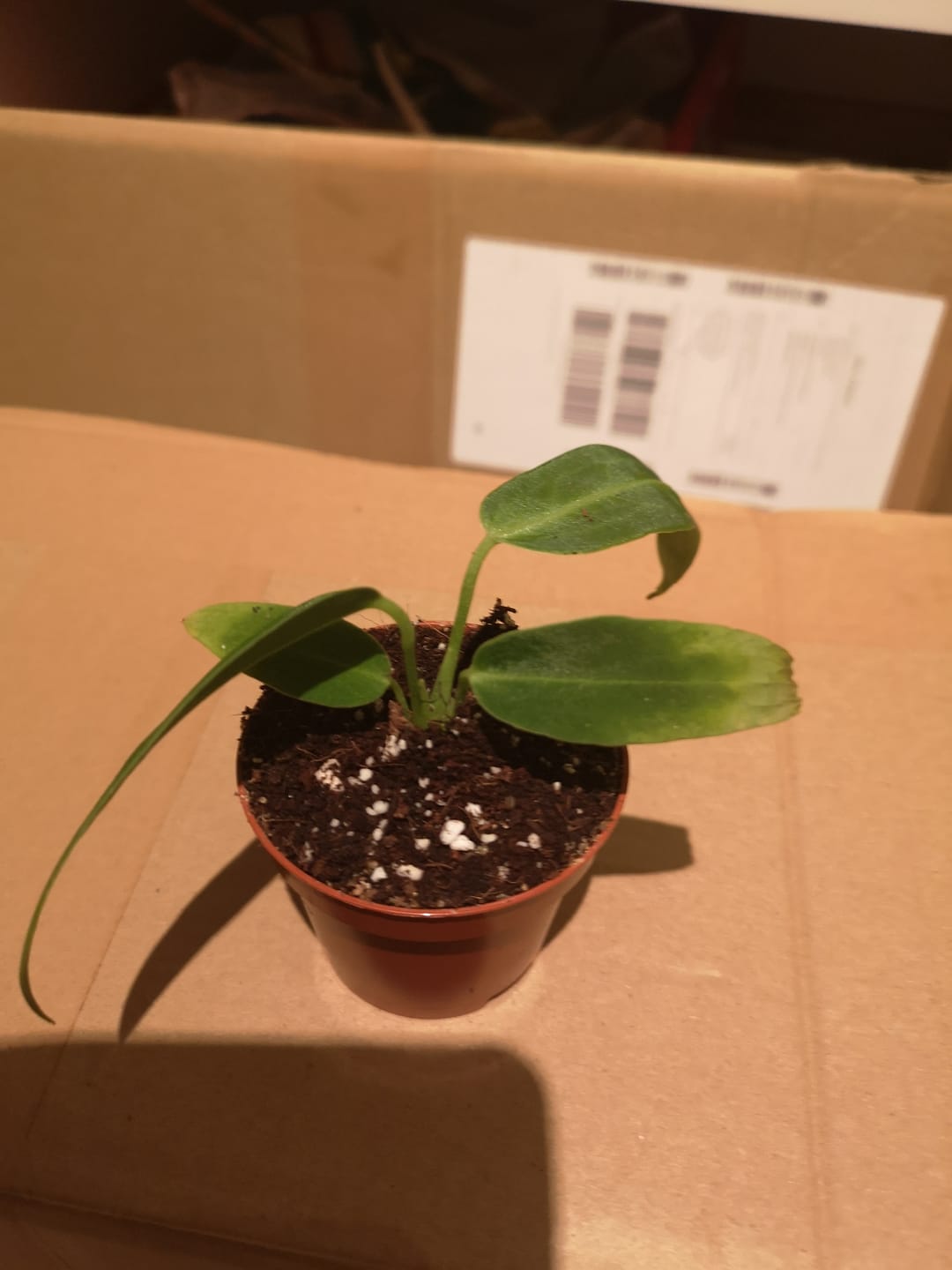 Customer photo review of ANTHURIUM WAROCQUEANUM