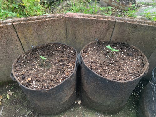 Customer photo review of Berlin Kush F1 – Die schnellsten THC Cannabis Samen für den Eigenanbau - 50 Tage von Samen bis Ernte