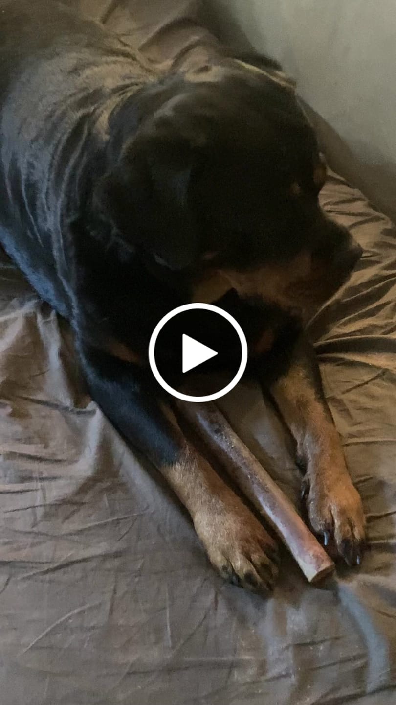 Customer video review of Ostrich Shaft Bones (11" x 2"): The Long-Lasting, Flavorful Chew for Medium to Large Dogs