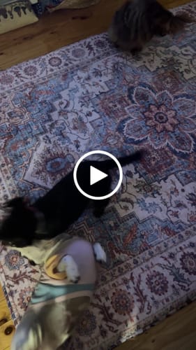 Customer video review of The Mellow Mat v2® Designer Print | Regalia (Soft Touch Sensory Tatami Rug) PR04