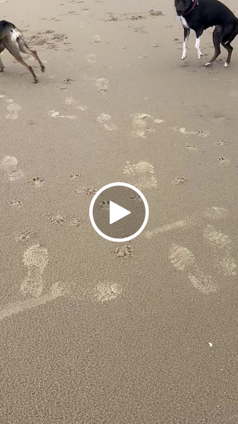 Customer video review of Allergietest Basic Hund