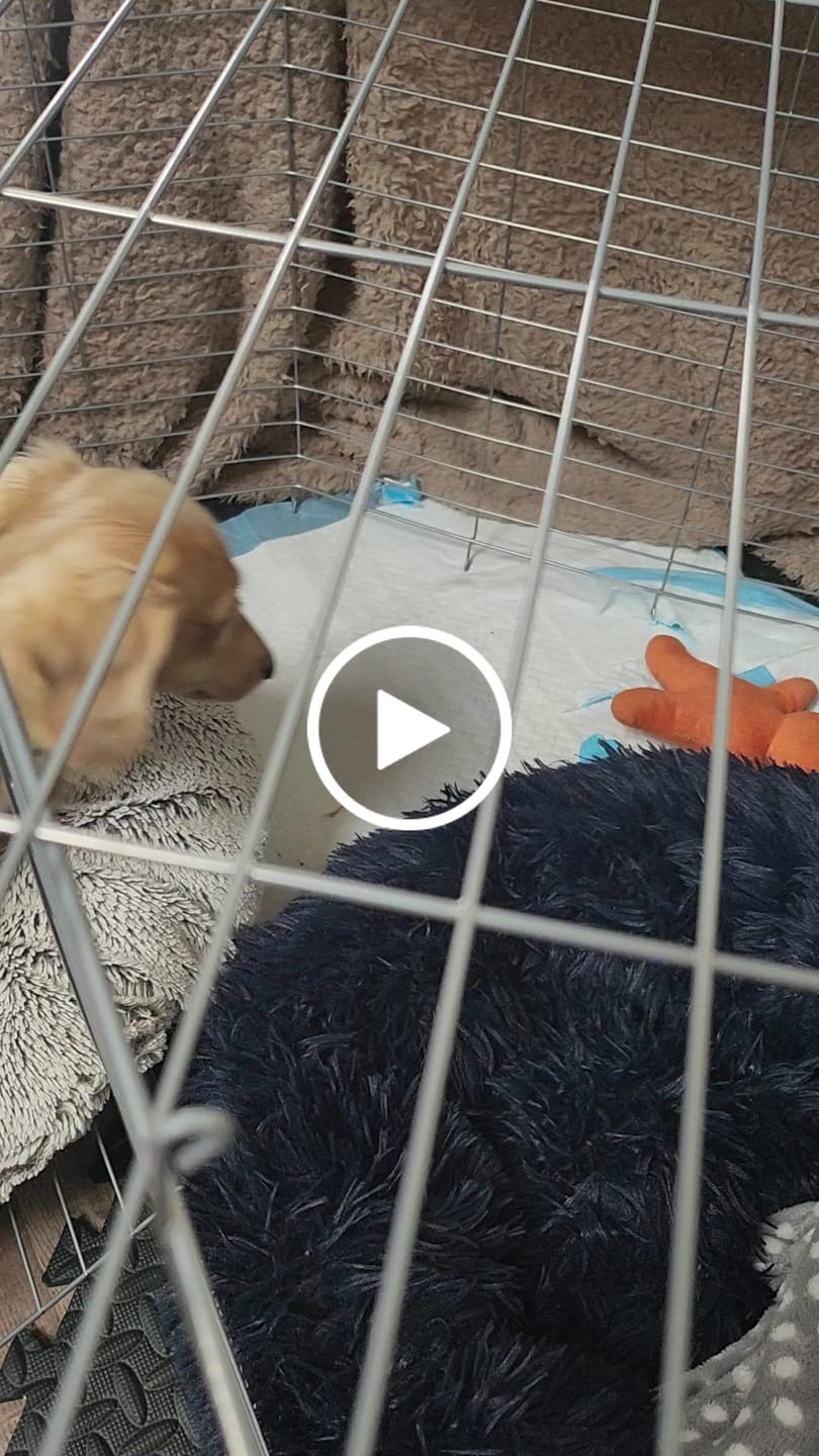 Customer video review of Calm & Relaxed Training Treats