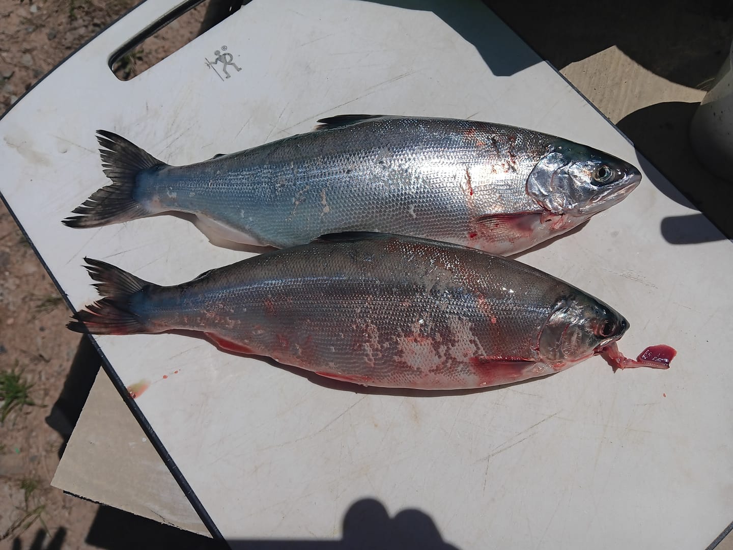 Customer photo review of CA Trolling Dodger 6"