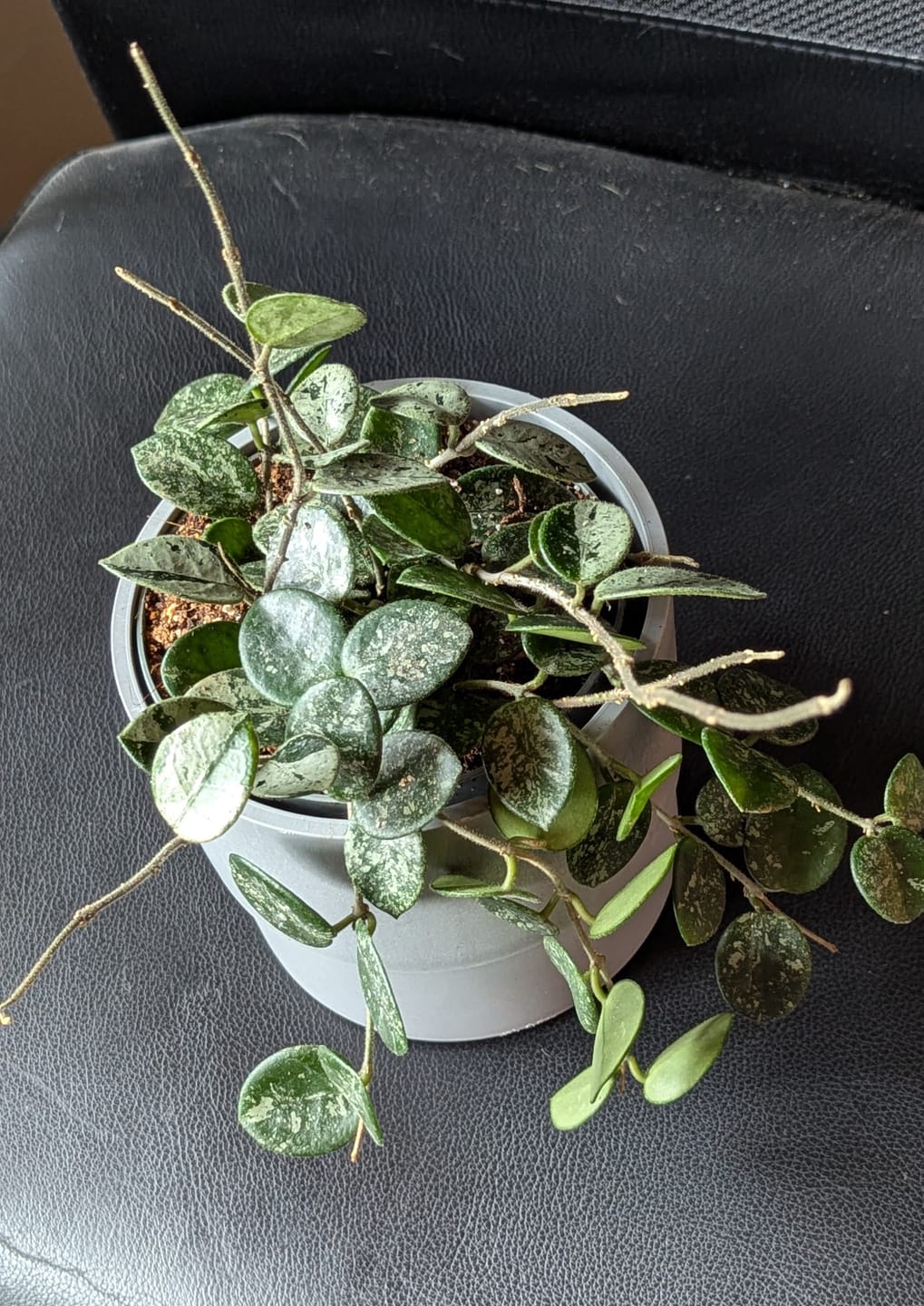 Customer photo review of HOYA MATHILDE SPLASH