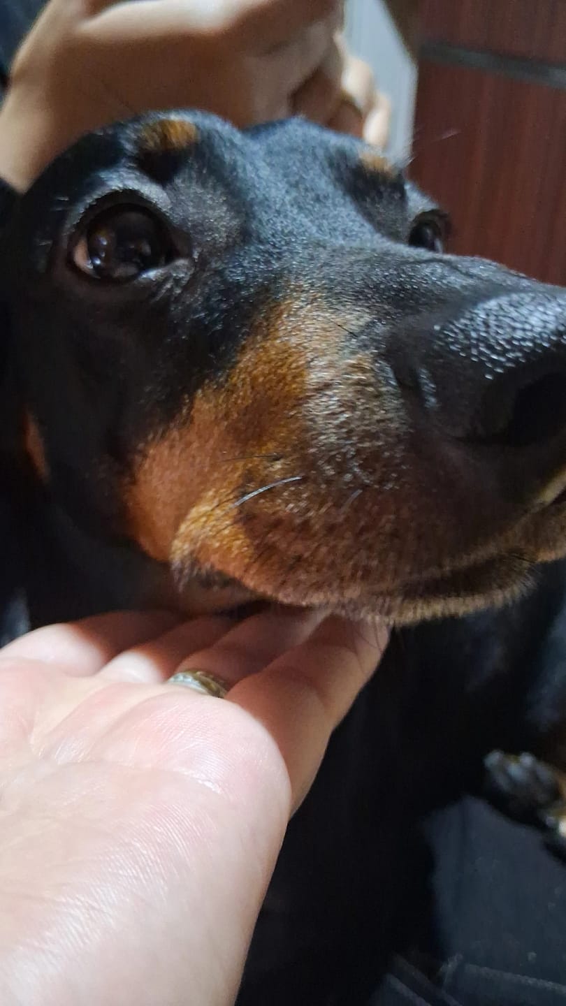 Customer photo review of Oreja de cerdo