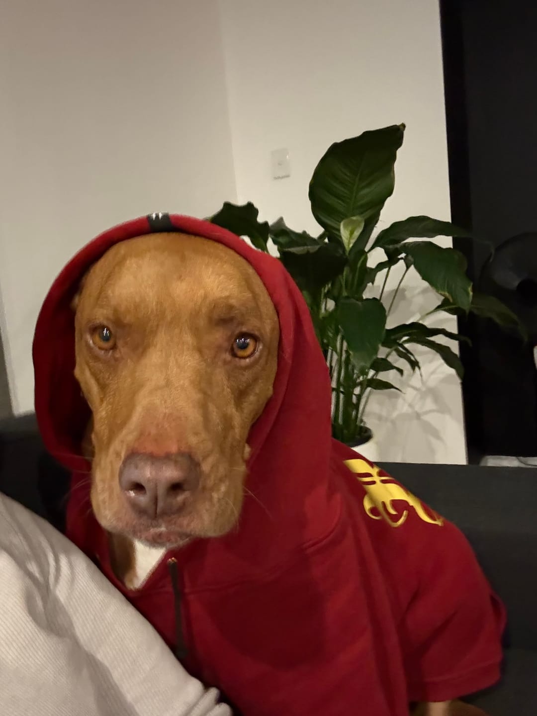 Customer photo review of Gangsta Yapper Dog Hoodie - Personalised