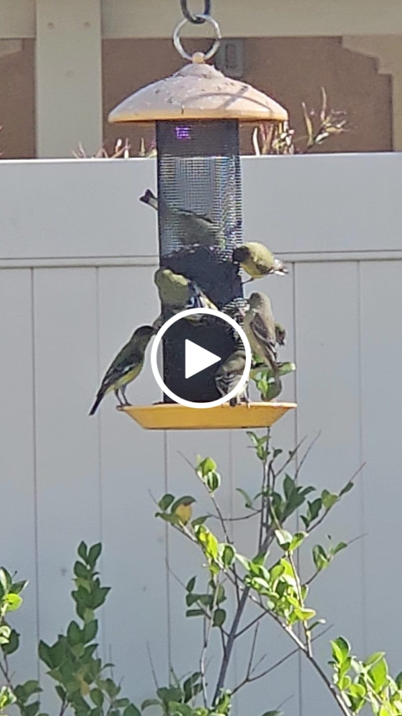 Customer video review of Thistle Birdseed (Nyger)