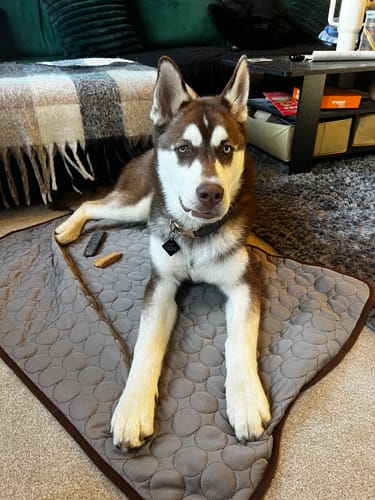 Customer photo review of The Ultimate Cooling Pet Mat