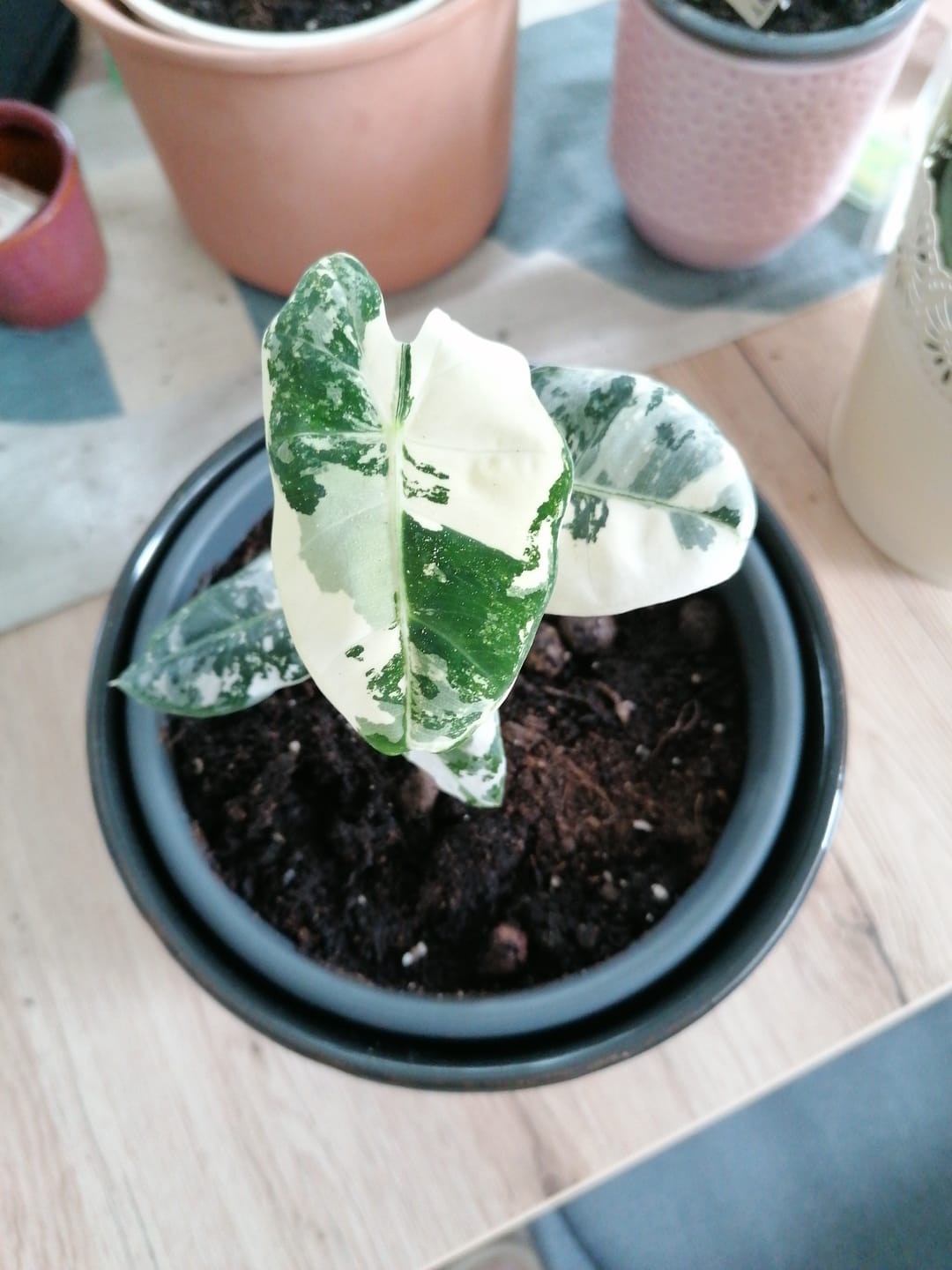 Customer photo review of ALOCASIA FRYDEK VARIEGATA