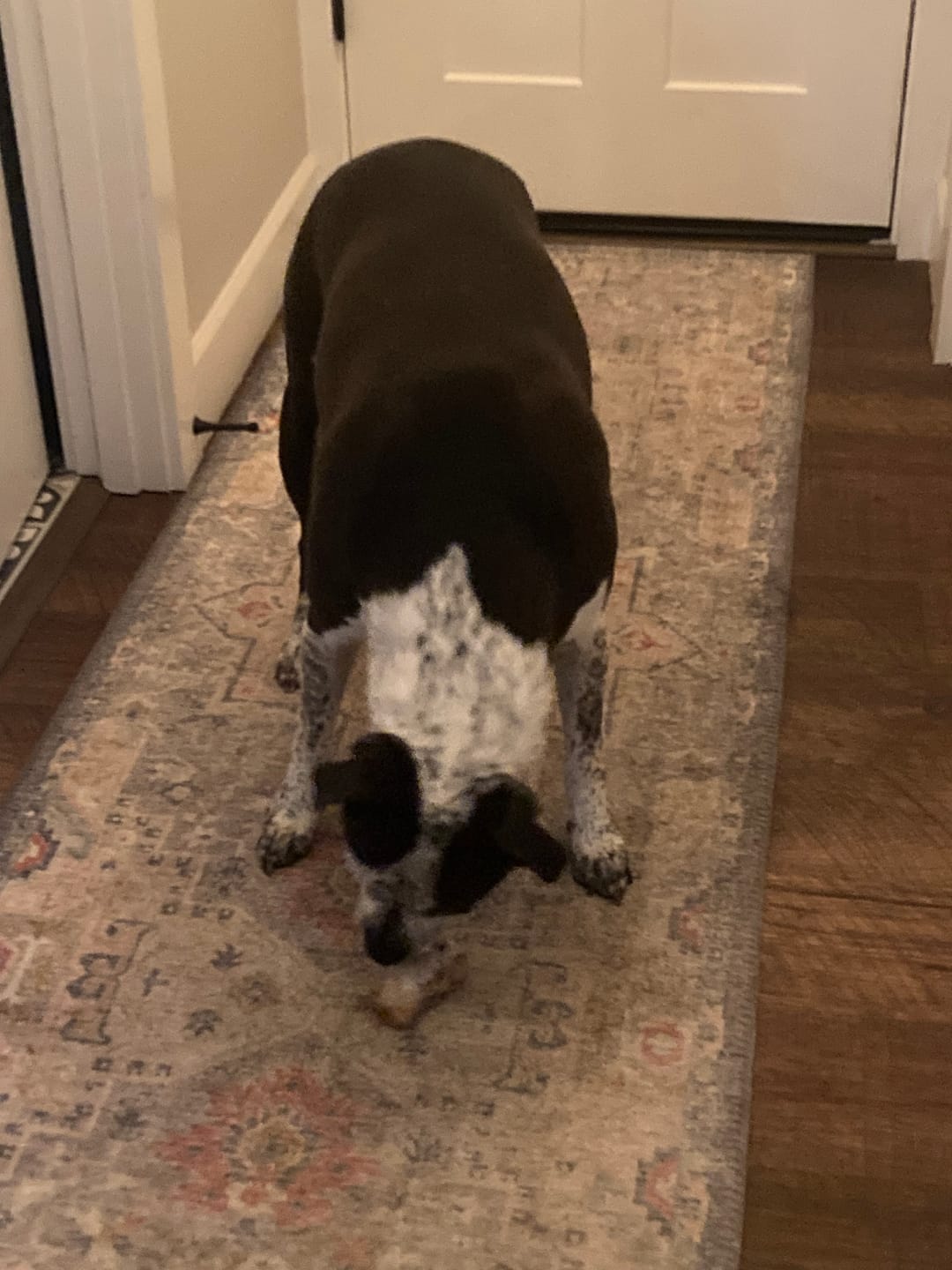 Customer photo review of Ostrich Knuckle (Medium – 4" x 3"): The Perfect Chew for Small to Medium Dogs & Sensitive Stomachs