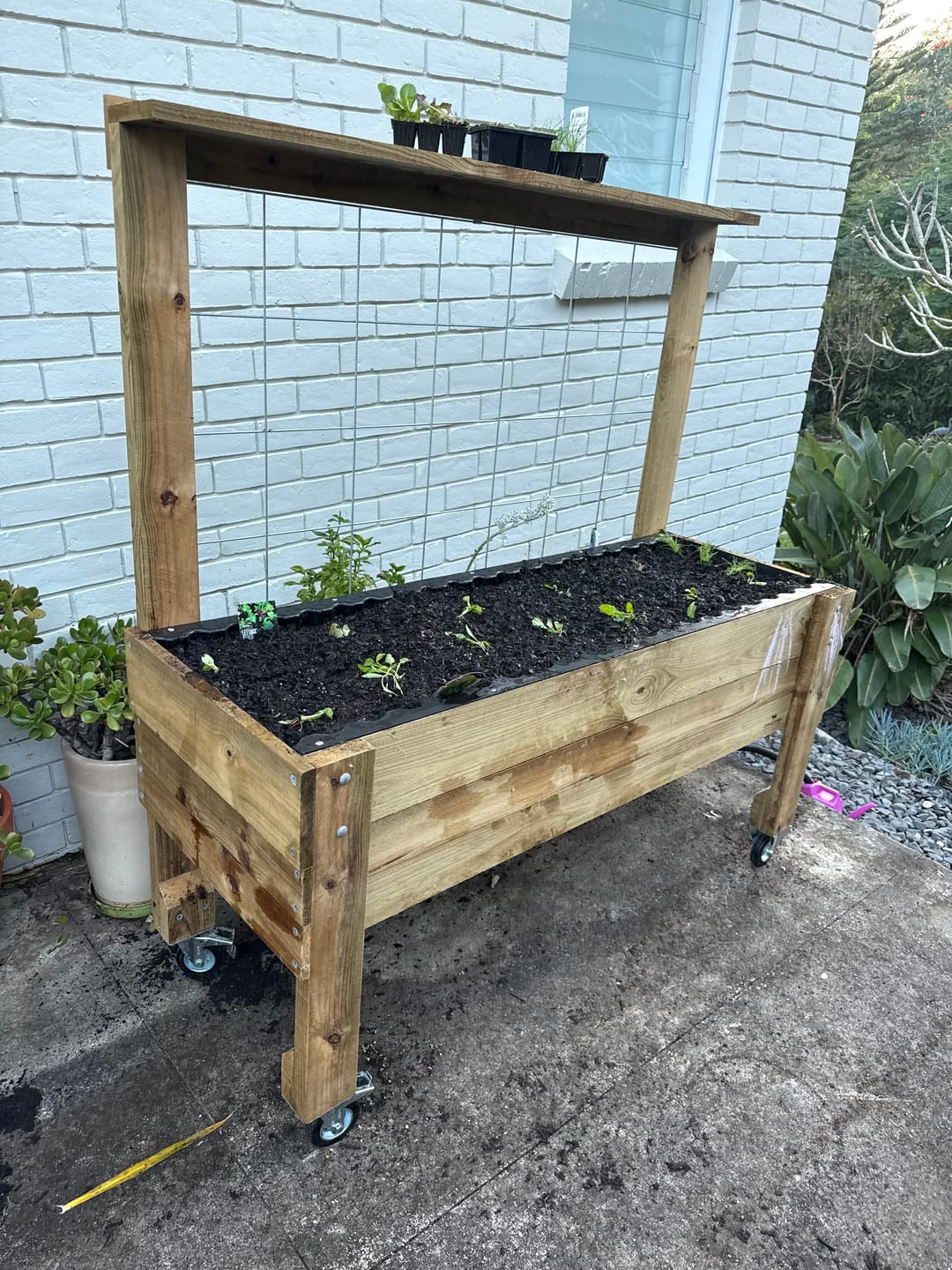 Customer photo review of LARGE Raised Garden Bed with Trellis & Pot Shelf - Timber 157x60x80cm(h)