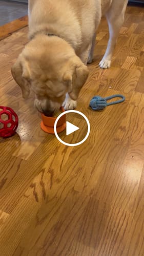 Customer video review of FreezCup - Long-Lasting Chew Fun