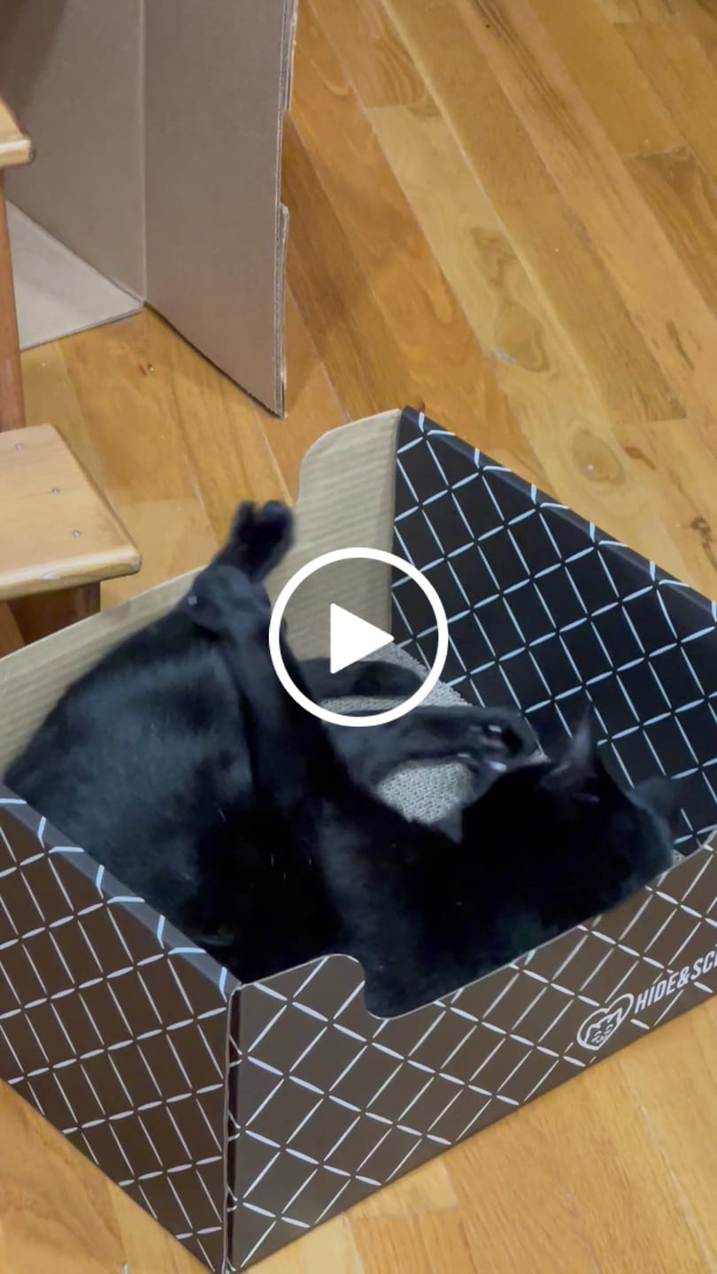 Customer video review of Hide & Scratch Extra-Large Cat Scratcher Box