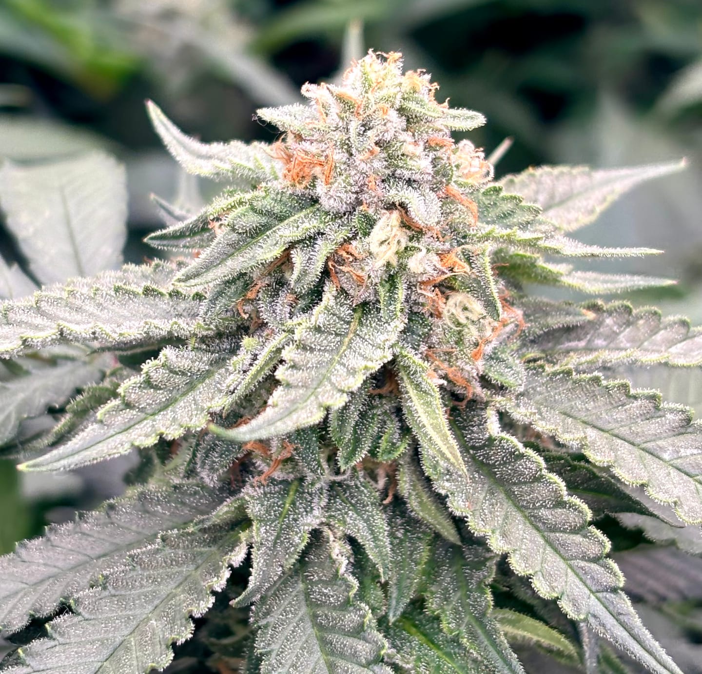 Customer photo review of Hanfstecklinge | Agent Orange