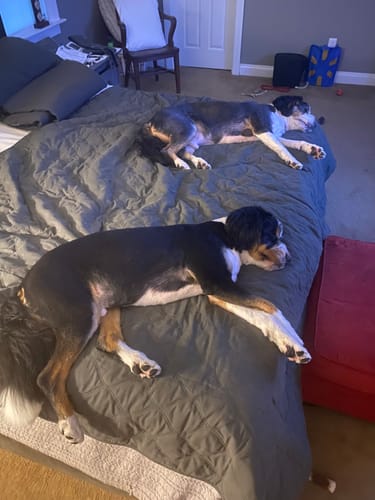 Customer photo review of Petsmont Buddy Guard Medium Dog