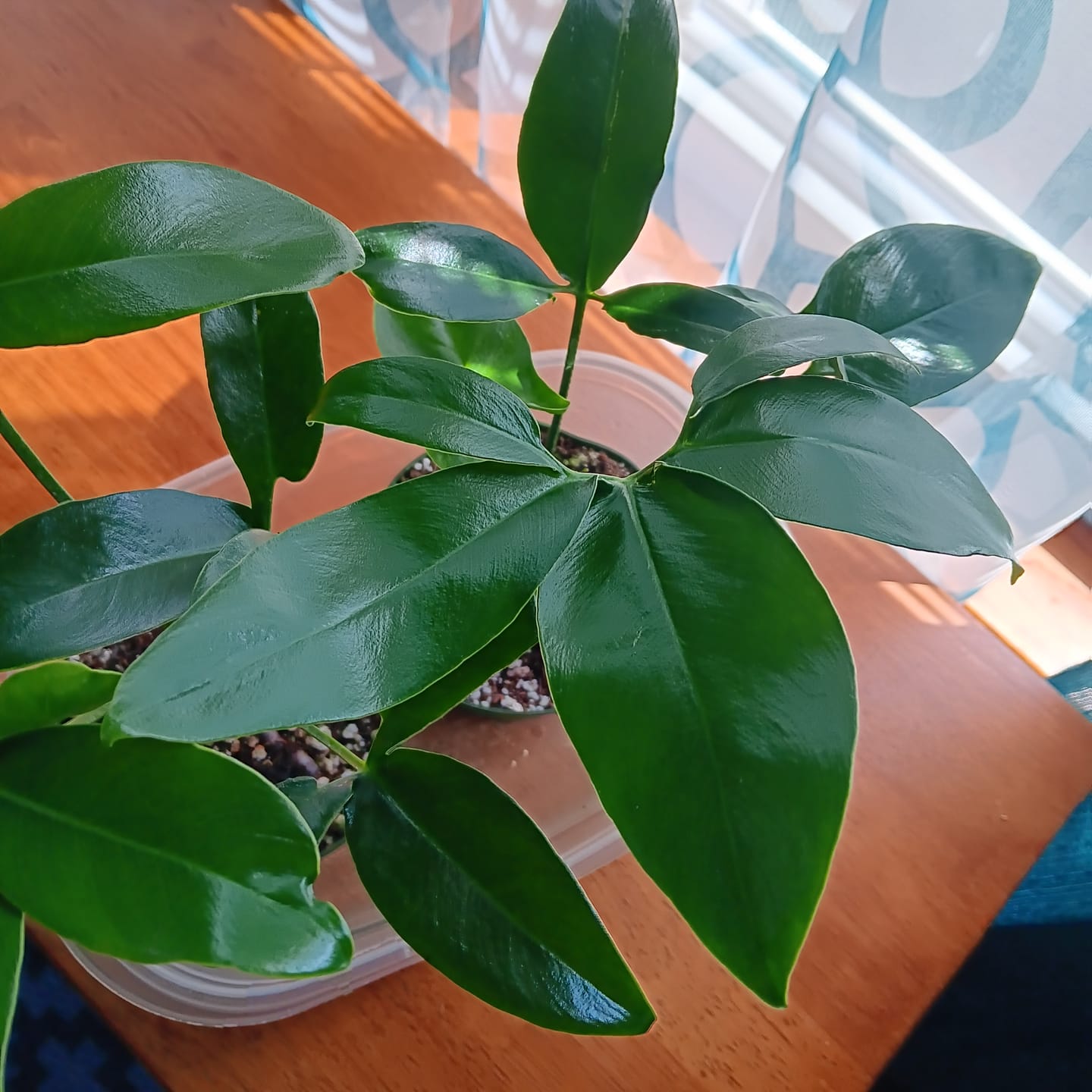 Customer photo review of Philodendron goeldii