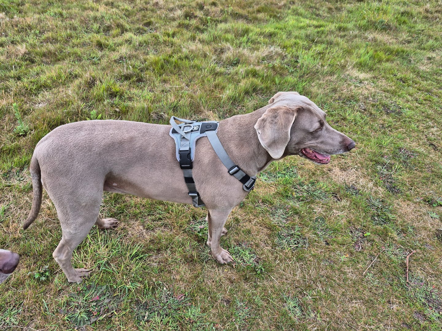 Customer photo review of Anti Pull Hurricane Harness - With Handle - Grey