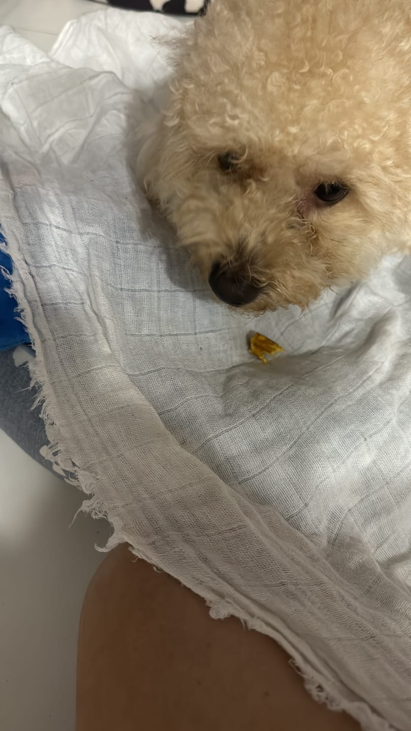 Customer photo review of Dental Chew • Large Package