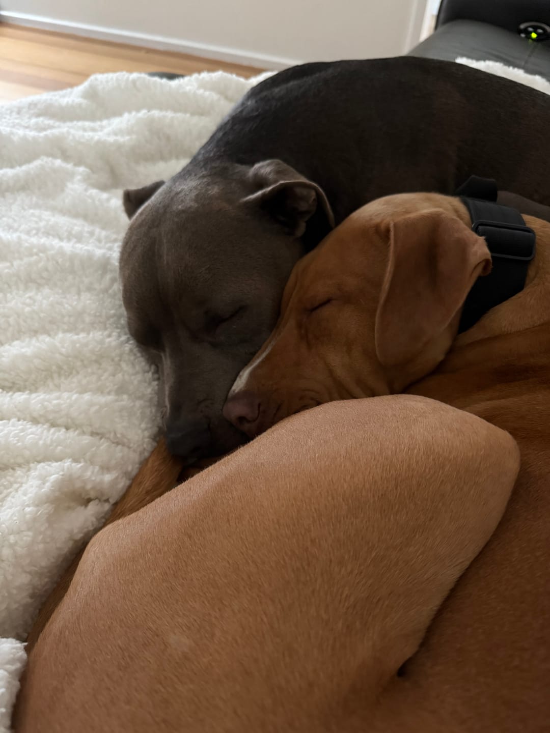 Customer photo review of Comfort Control Dog Collars