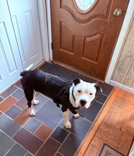 Customer photo review of Classic Heavy-Duty Tactical No-Pull Team K9™ Dog Harness With Front & Back D-Rings, Quick-Release Metal-Buckles, Hook & Loop Panels, & Top Handle