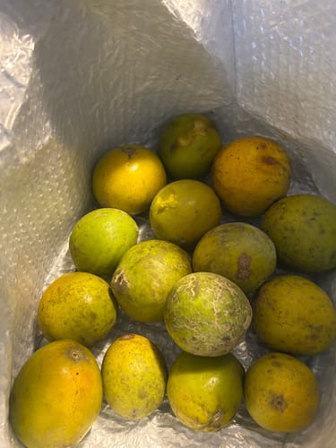 Customer photo review of White Sapote