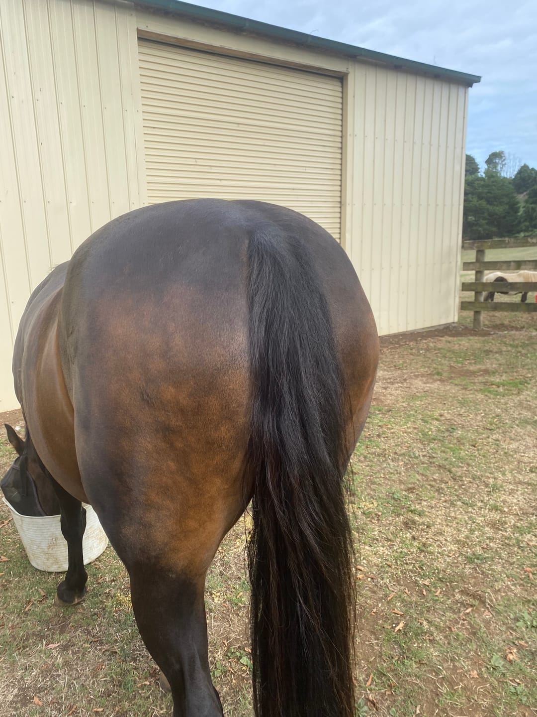 Customer photo review of MetaboLize