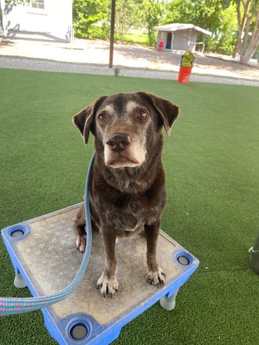 Customer photo review of Allergy & Immune