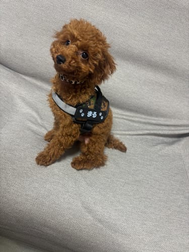 Customer photo review of FunFunPet 高機能ハーネス（お名前タグ作成サービス付き）