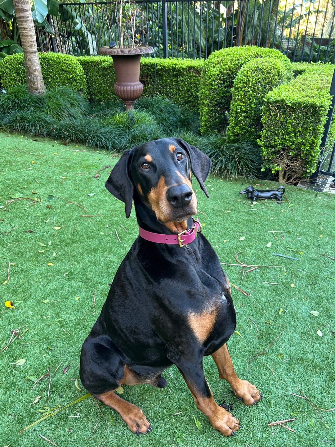 Customer photo review of Classic Buckle Collar - Waterproof BioThane® Custom Dog Collar