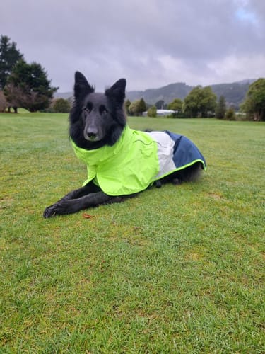 Customer photo review of Breatheshield™ Dog Raincoat  - Lime White Navy