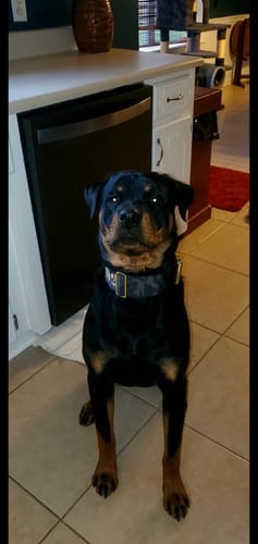 Customer photo review of 2" Tacti Luxe Dog Collar - Gold Camo